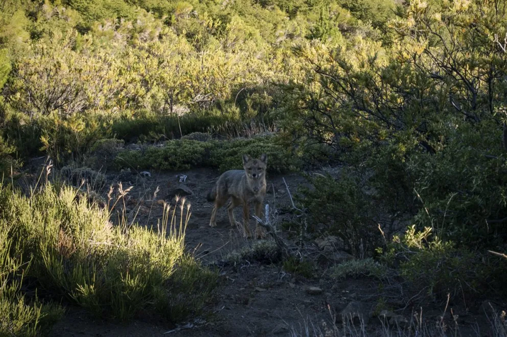 Por qué no se debe alimentar a la fauna silvestre