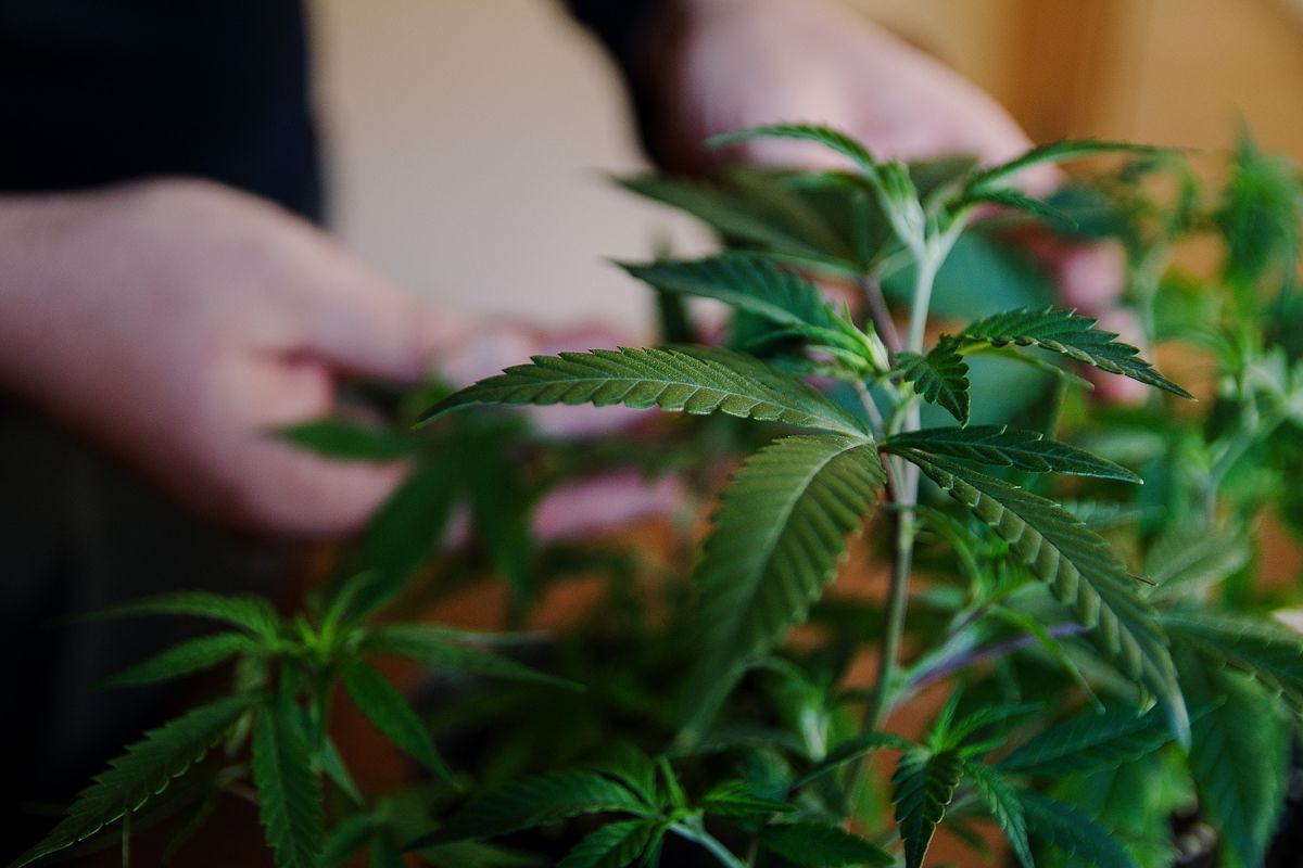 El gobierno reglamentó la Ley de Cannabis Medicinal