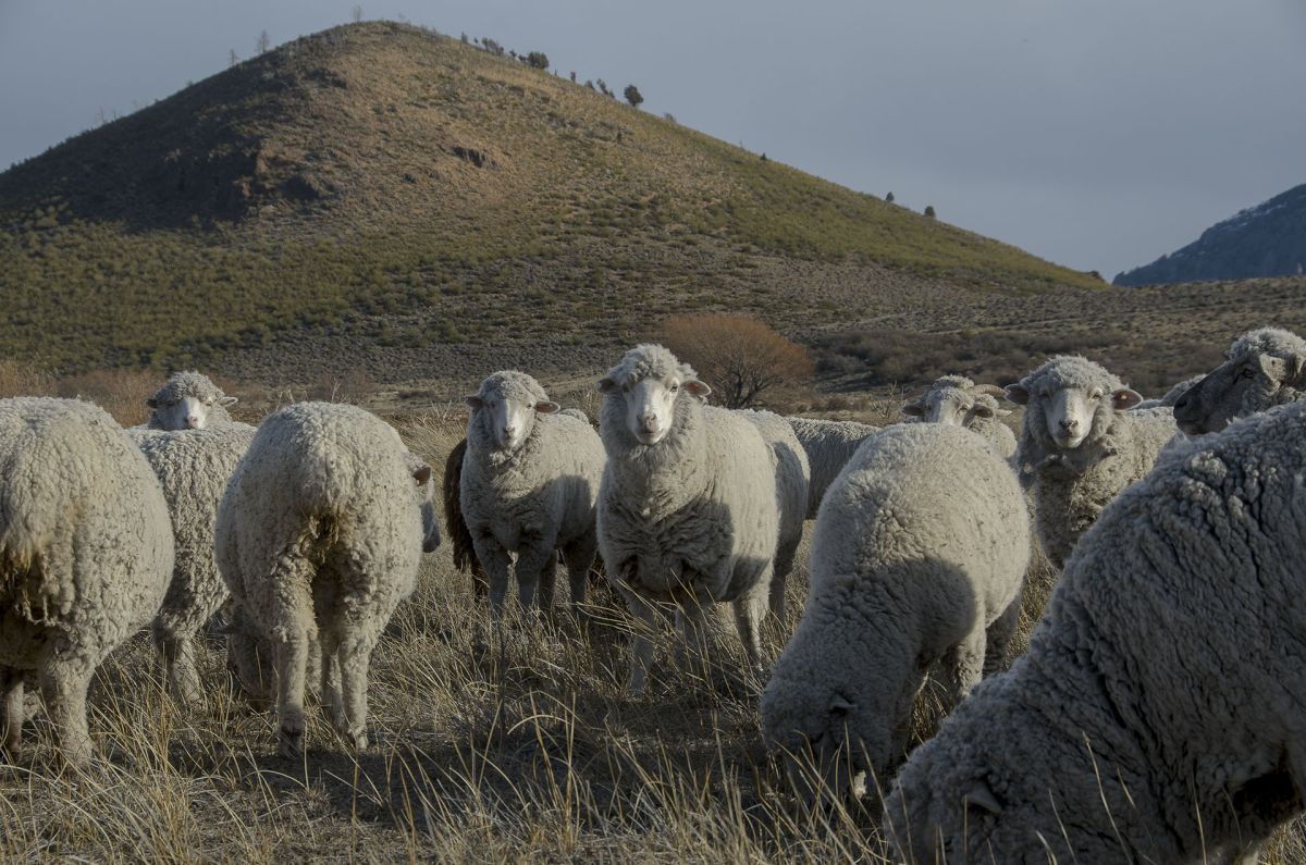 La sarna ovina afecta a productores y piden que se declare la emergencia sanitaria