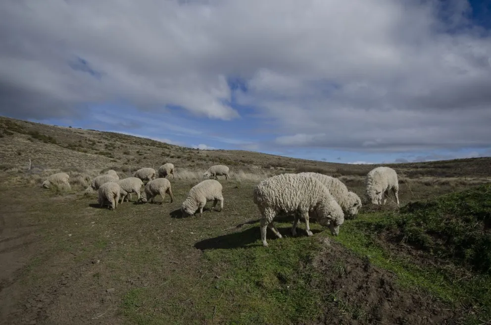 Se establecieron protocolos estrictos para el movimiento de animales y tratamientos obligatorios. Foto: Marcelo Martínez.