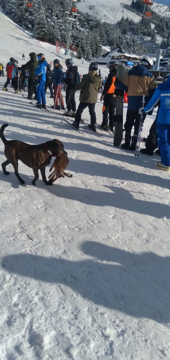 Un perro cazador sorprendió a los turistas que visitaban el cerro Catedral