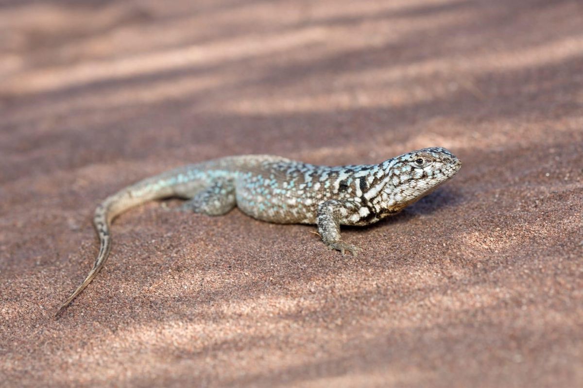 Descubrieron en la Patagonia una nueva especie de lagartija endémica