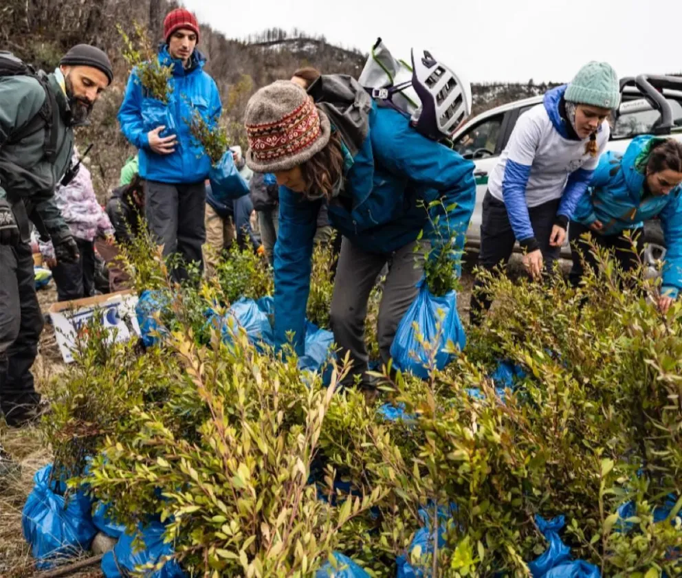 Un equipo de voluntarios plantó más de 1100 plantines en una zona afectada por incendios