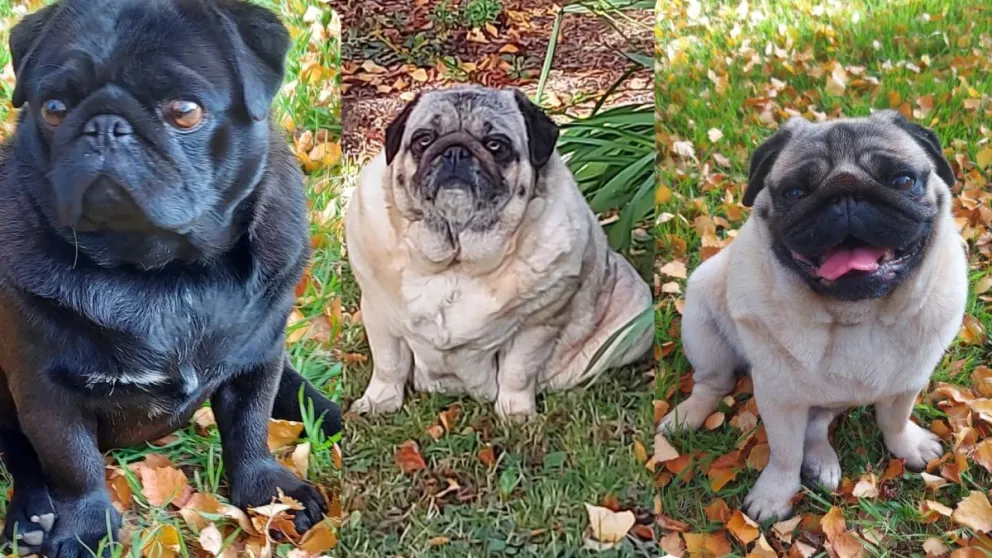 Búsqueda exitosa: devolvieron a los tres perros robados del patio de una casa 