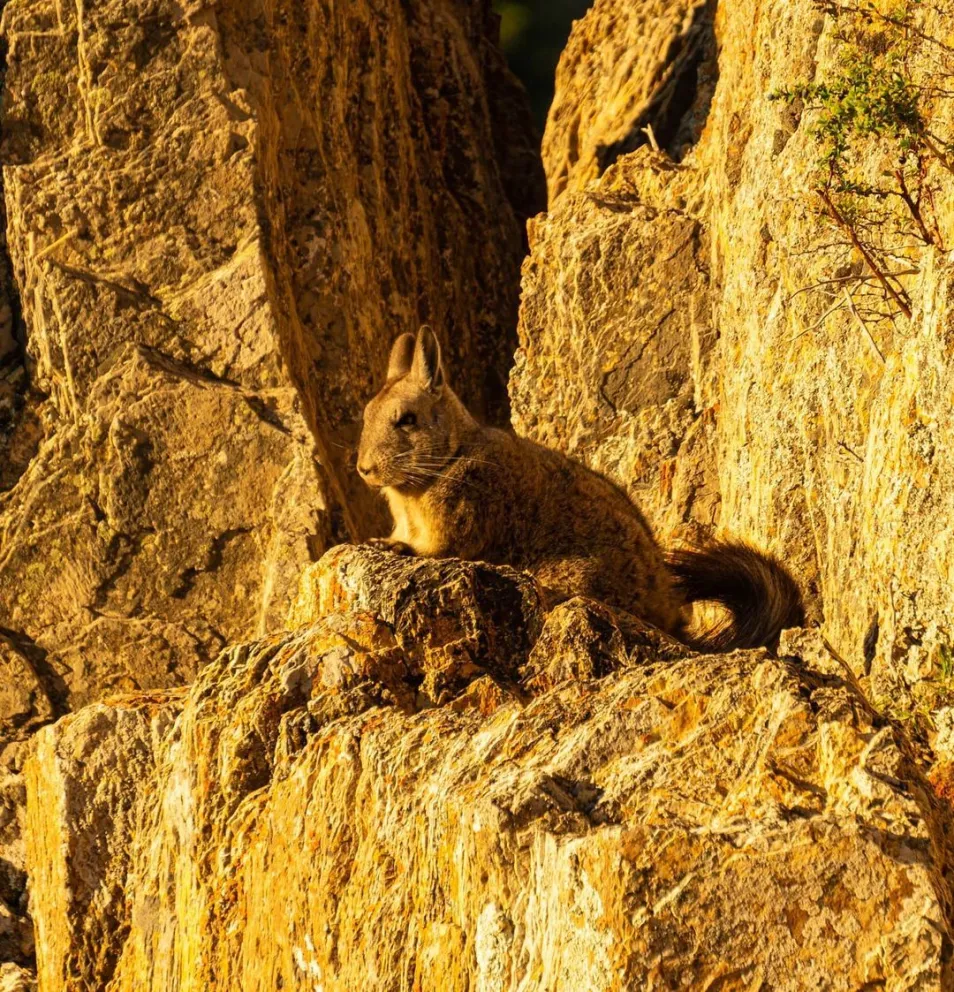 En Bariloche no hay dónde atender a animales silvestres heridos