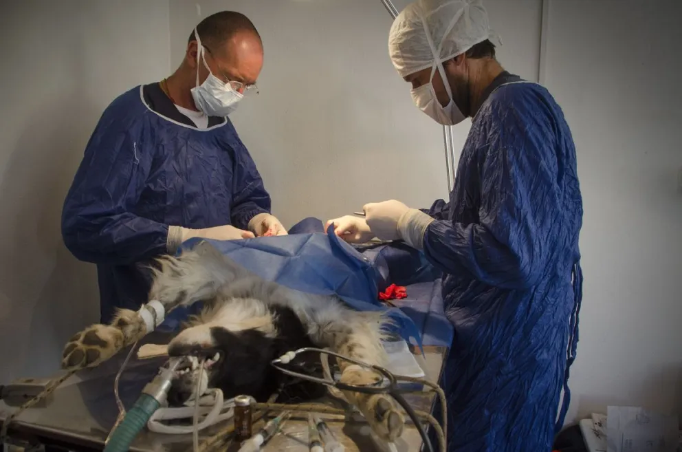  El amor y la salud de las mascotas en Bariloche tiene horario de comercio