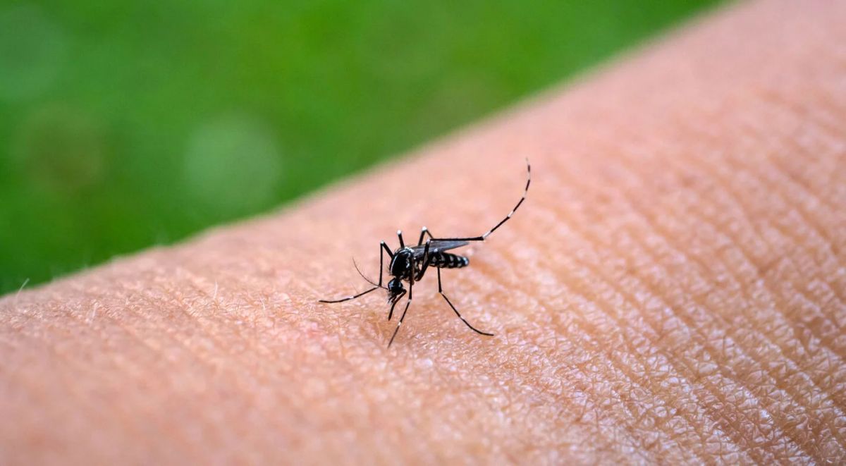 En la lucha contra el Dengue y Zika impulsan la colaboración y capacitación en Salud Pública