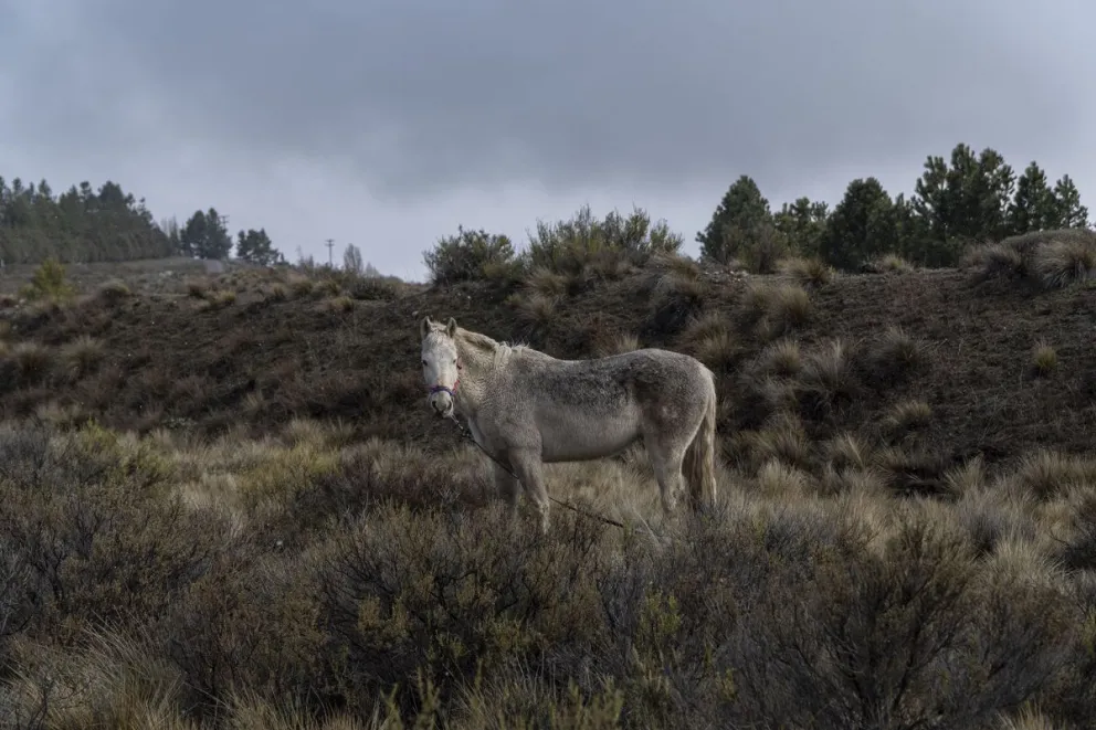 Emergencia sanitaria nacional por la encefalomielitis equina