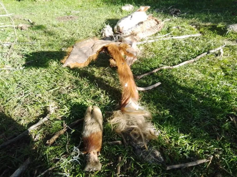 Preocupa el crecimiento de casos de abigeato en la zona rural cordillerana 