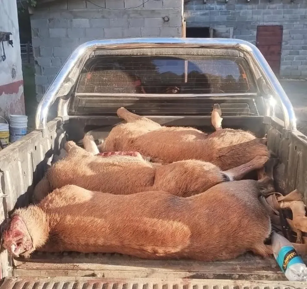 Detuvieron a cuatro personas que llevaban ciervos cazados de manera furtiva