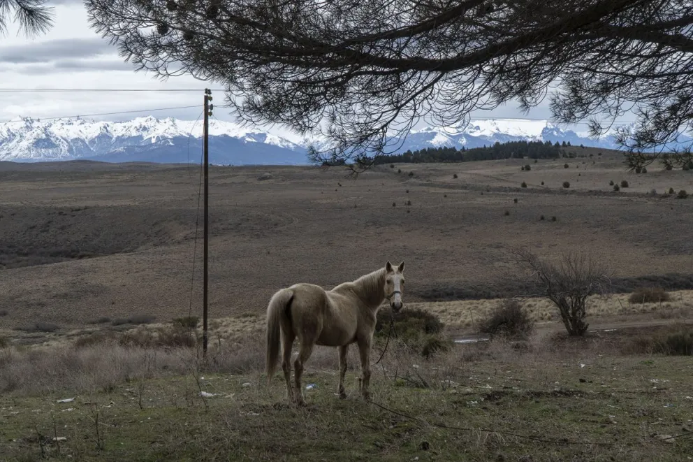 El hombre trabajaba en una zona de campo y debía utilizar un caballo para trasladarse constantemente. Foto: ilustrativa Marcelo Martínez. 