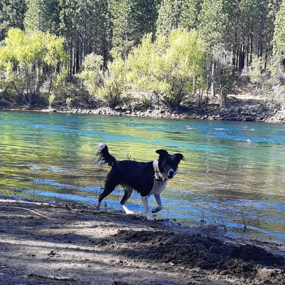 A pesar de estar prohibido, residentes ingresan con mascotas a las áreas naturales 