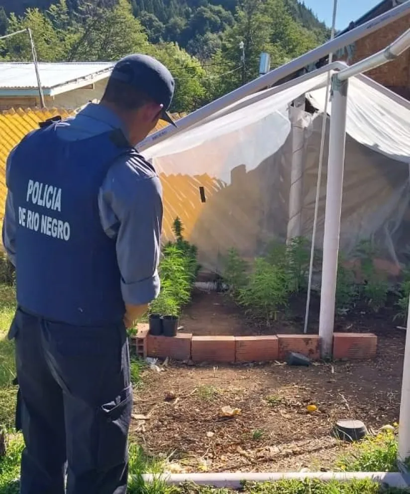 En un allanamiento encontraron elementos robados y plantas de cannabis