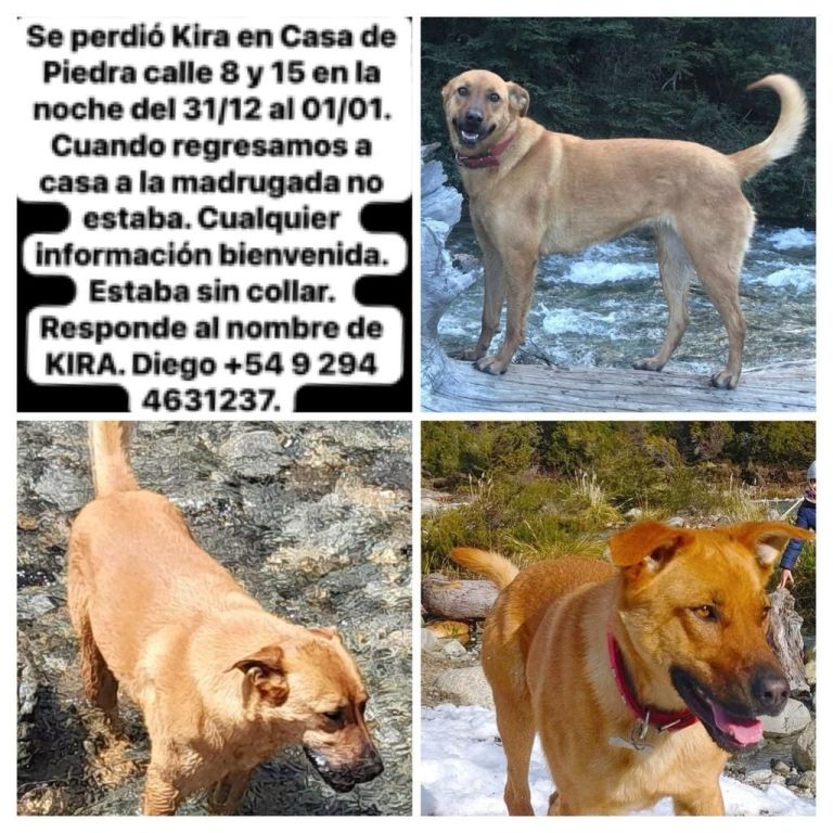 Una familia busca desesperadamente a su perra | ANBariloche
