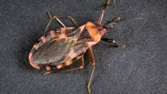 El Ministerio de Salud brinda recomendaciones para la prevención del Chagas