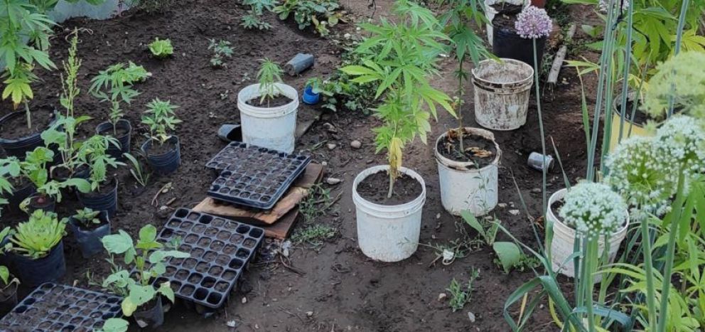Allanaron un domicilio y encontraron medio centenar de plantas de cannabis sativa 