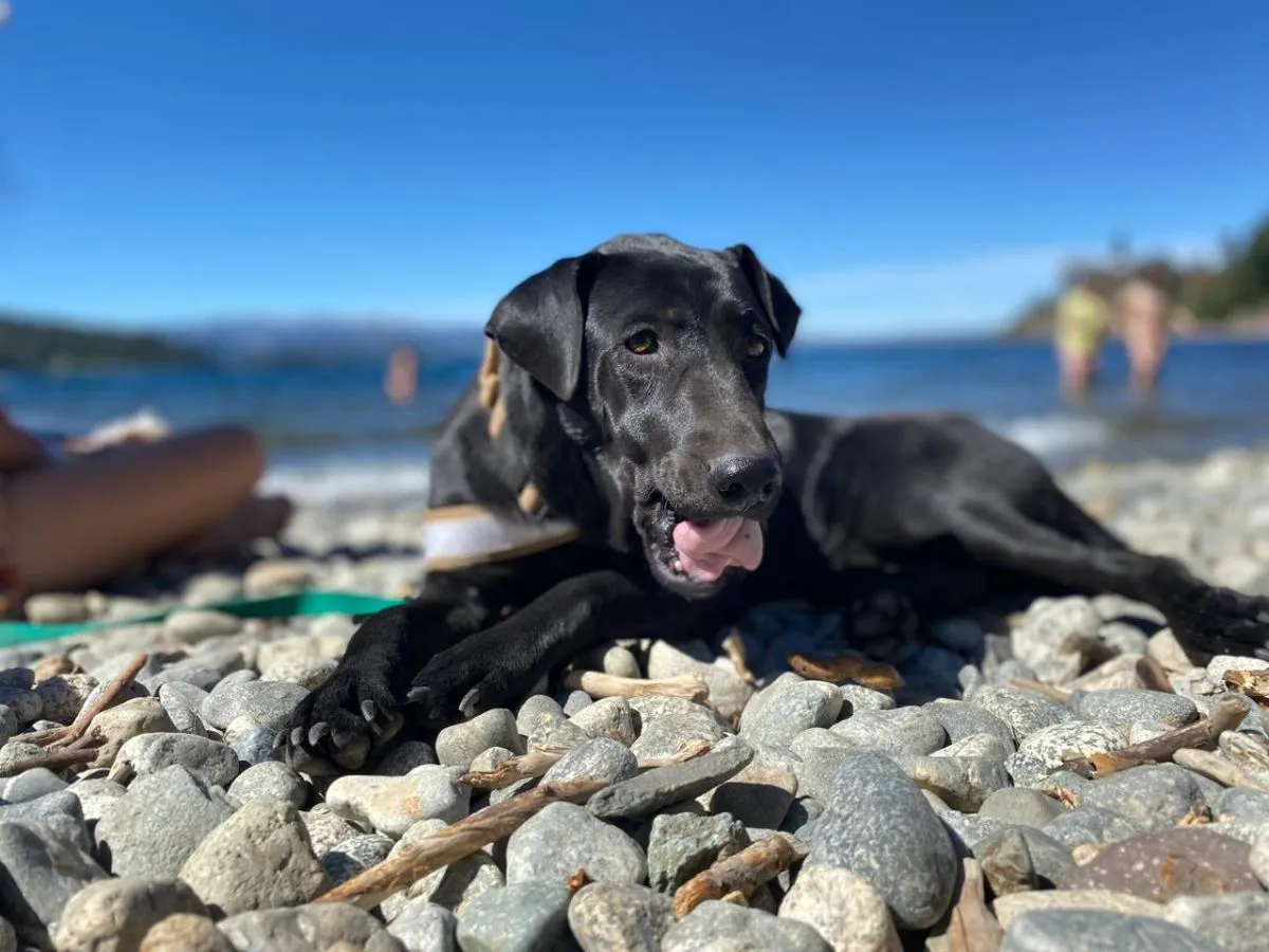 se permiten perros en el lago azul