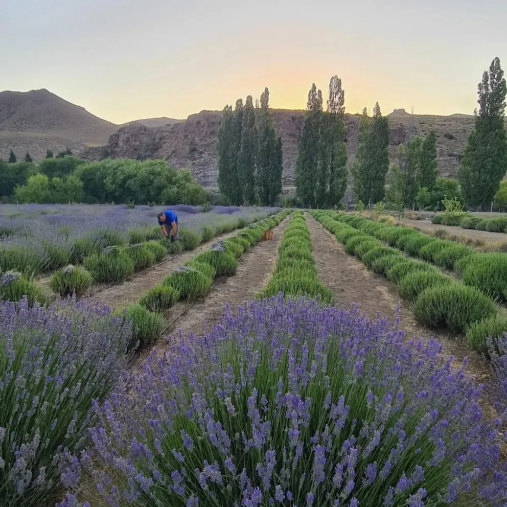 Festival "Cosecha de la Lavanda": Un compromiso con la salud y el ambiente en Villa Llanquín