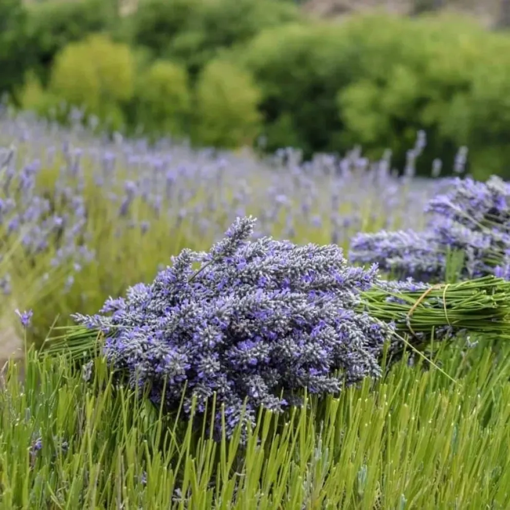 Villa Llanquín se prepara para recibir el Festival "Cosecha de la Lavanda"