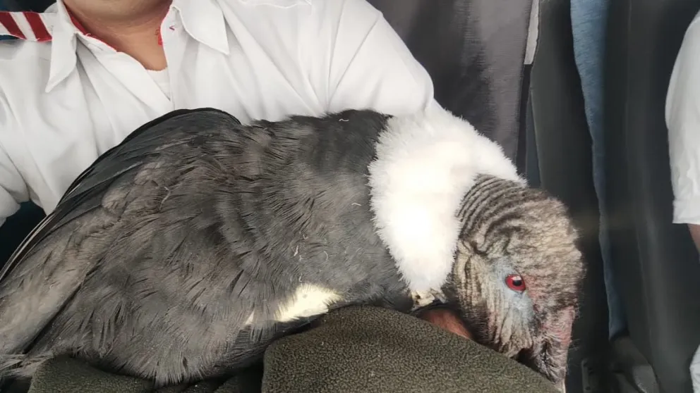 Héroes de la ruta 40: choferes de Albus rescataron a un cóndor herido