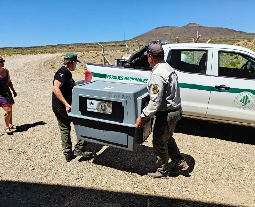 ¿Cómo se encuentra el cóndor rescatado en la ruta 40?