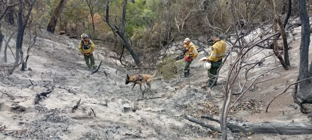 El viento complica el incendio en el Parque Nacional Los Alerces