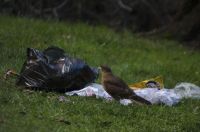 La crisis de la basura en Bariloche: Un testimonio visual de su impacto en la naturaleza