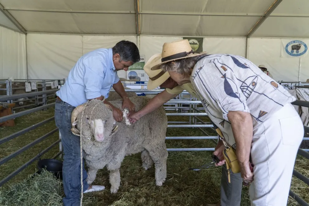 Éxito sanitario en las tradicionales exposiciones ovinas de Río Negro