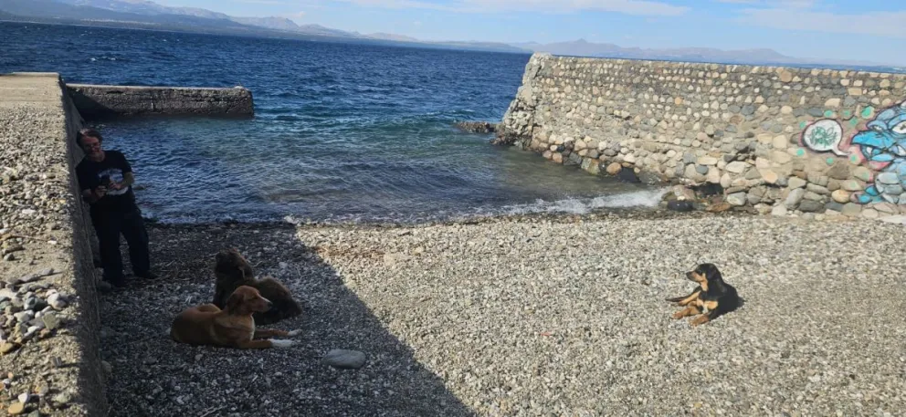 Encuentran presos a tres perros desaparecidos en una zona sin accesos al lago