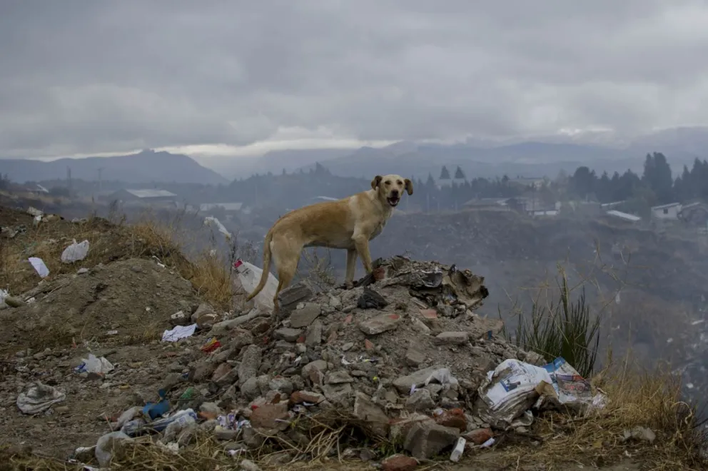 Podrán formar parte del registro tanto organizaciones proteccionistas como voluntarios independientes. Foto: Archivo Marcelo Martínez.