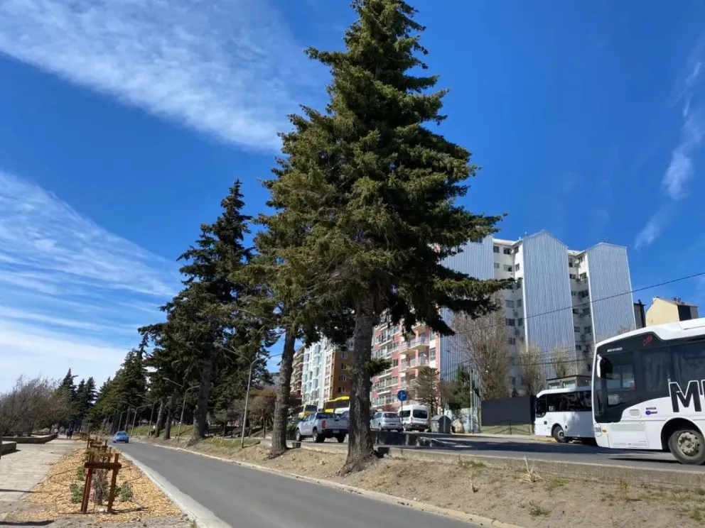 Mapeando el avance de los pinos: La estrategia para salvar los ecosistemas locales