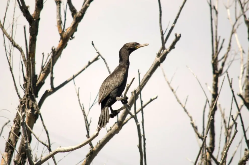 Se realizó un censo de aves acuáticas