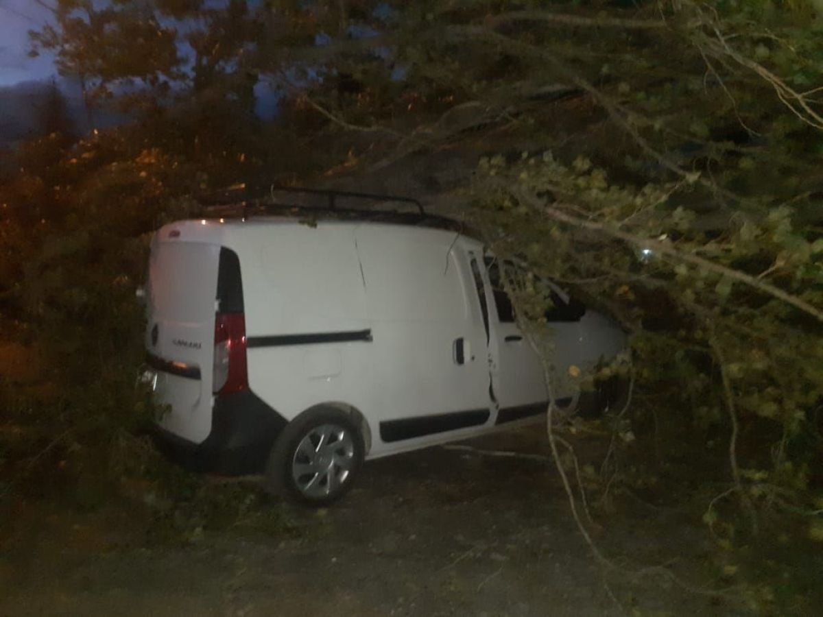 Por los fuertes vientos, un árbol cayó sobre un vehículo