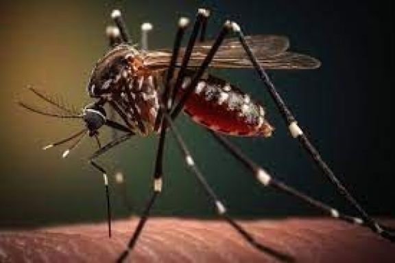 El dengue pone en alerta a Río Negro y se refuerzan medidas de prevención
