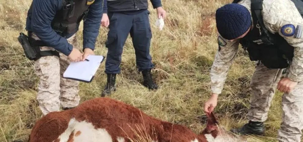 Detuvieron a tres personas que estarían implicadas en el robo de ganado