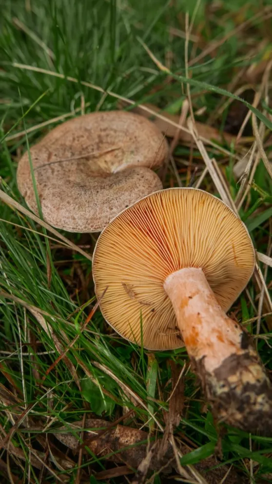 ¿Qué hay que tener en cuenta a la hora de recolectar hongos de pino?