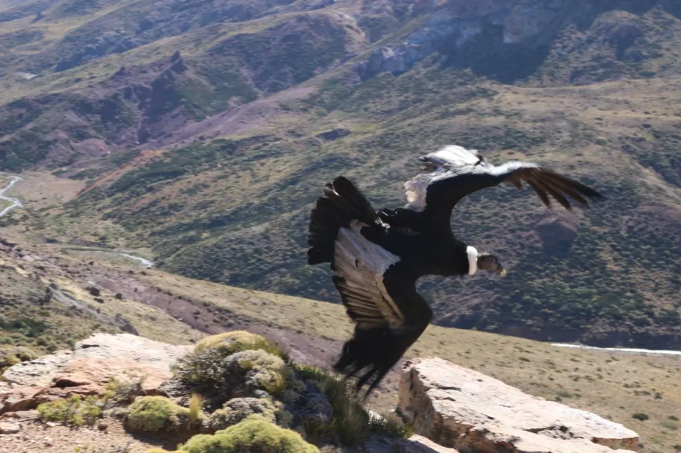 Liberaron al cóndor que fue rescatado por choferes de Albus