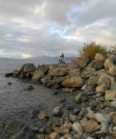 Apareció un cóndor en la costa del Nahuel Huapi