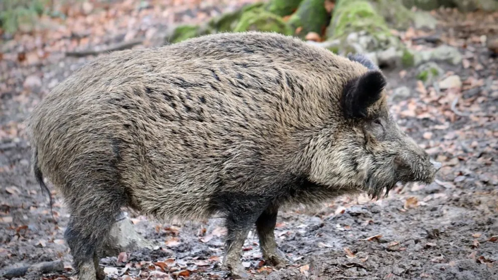 Detectaron dos animales con triquinosis en la región