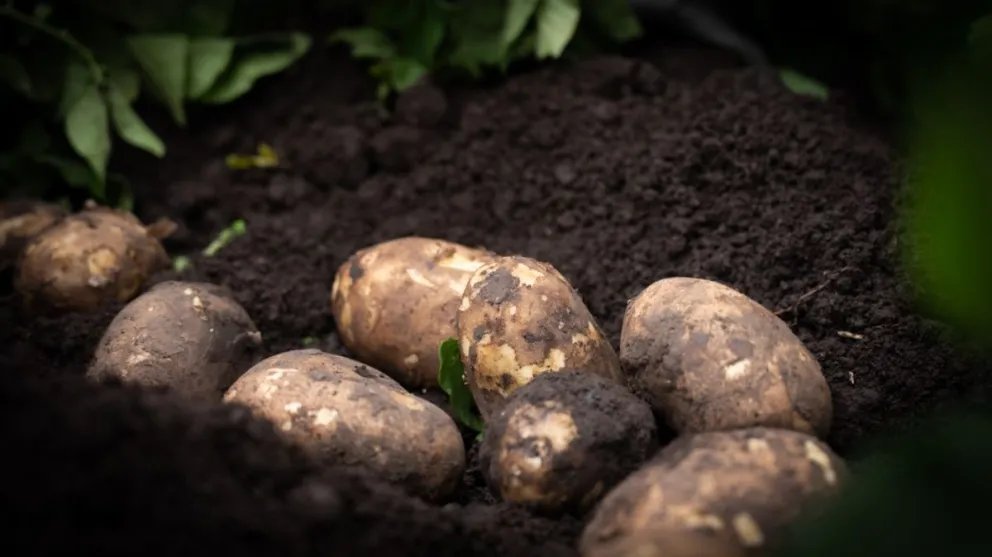 Del origen a la mesa: McDonald´s cuenta el origen de sus vegetales más frescos