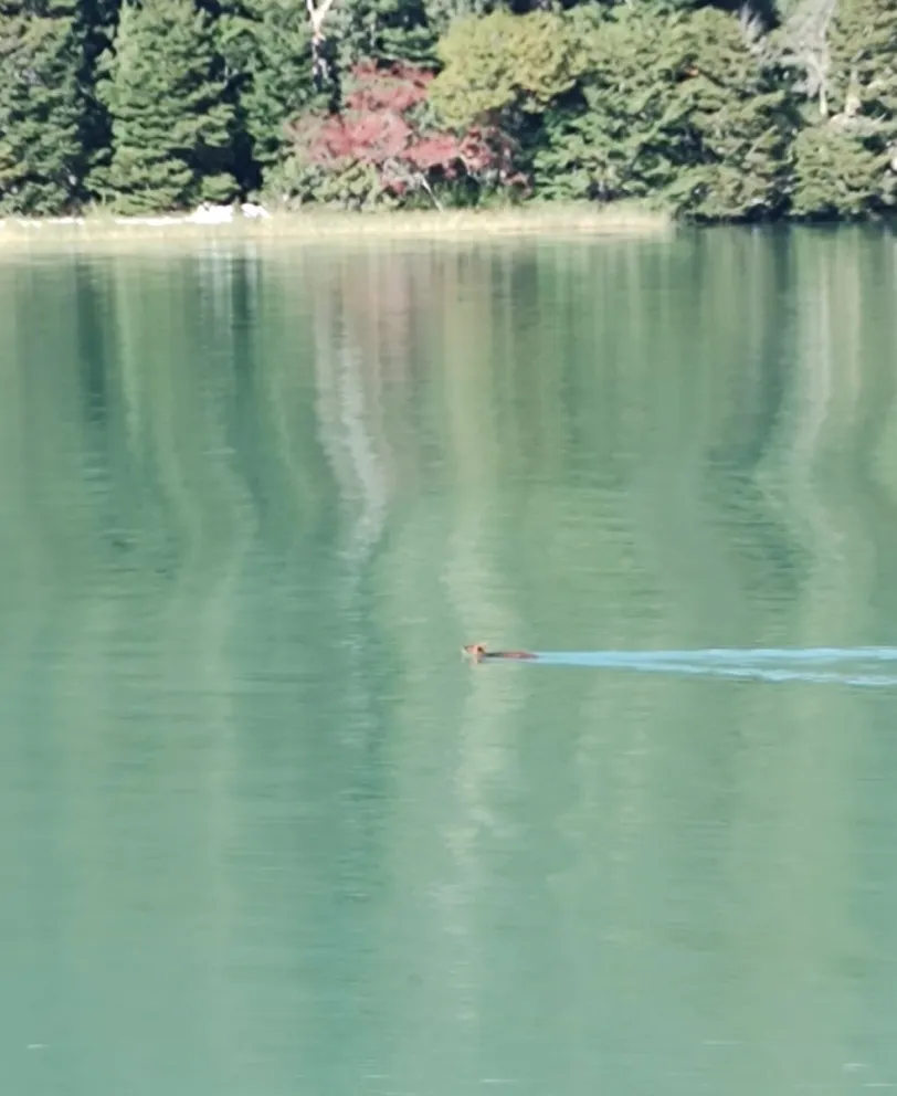 Hacían un relevamiento de trabajo y encontraron un pudú hembra