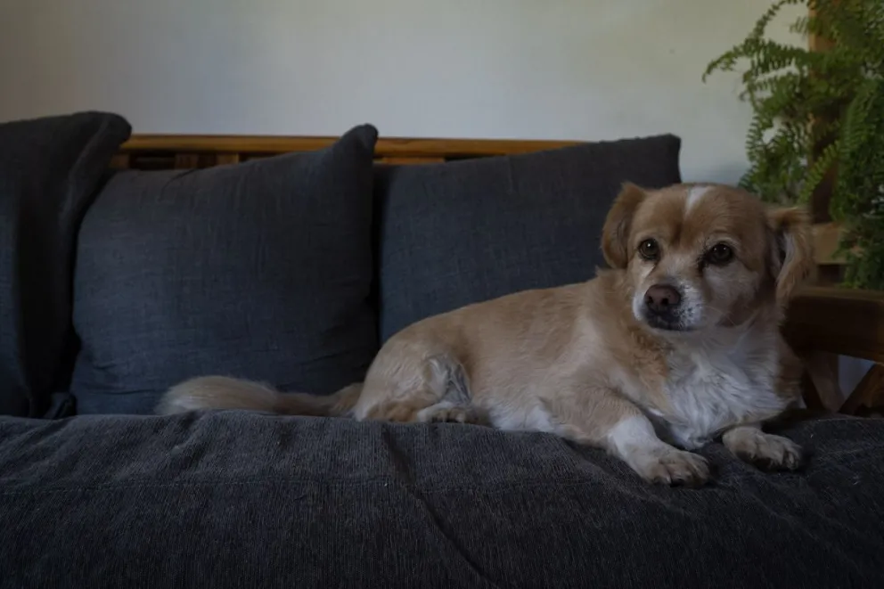 Se separaron y la cuota alimentaria incluyó la comida para el perro