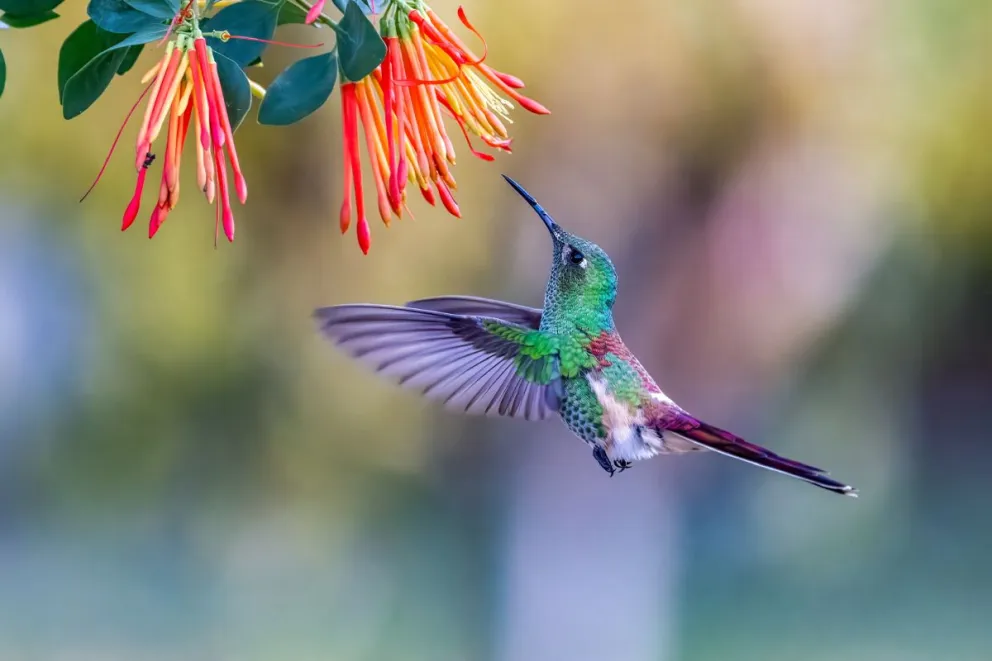 Encontraron una especie de picaflor pocas veces vista en Bariloche