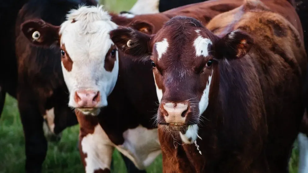 La Libertad Avanza de Río Negro se opone a la decisión de Milei de no levantar la barrera sanitaria