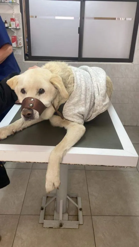 Una nueva denuncia contra Sanidad Animal 