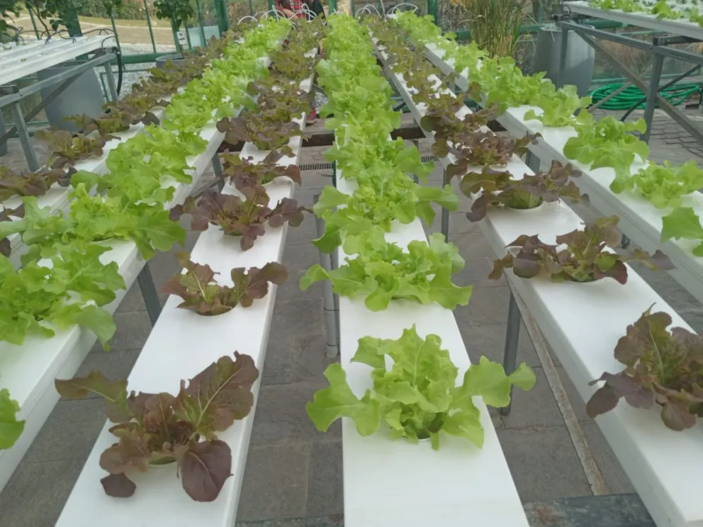 Un encuentro sobre hidroponía busca fomentar la producción local