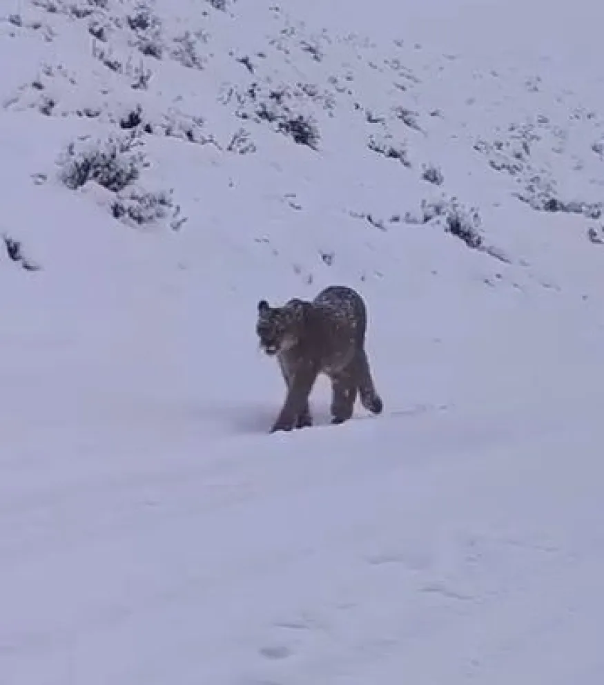 Realizaban un paseo y vivieron un momento único con el avistaje de un puma