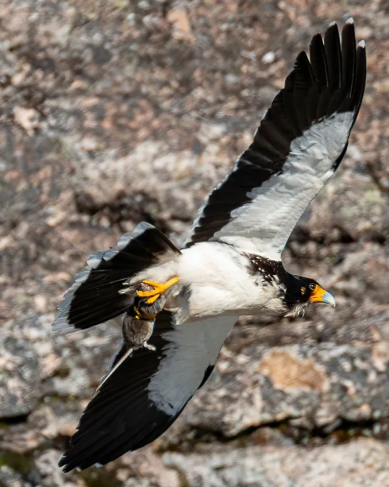 Piden reportar casos de aves rapaces muertas en la vía pública 