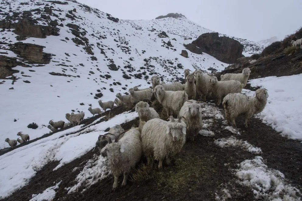 Este año el Gobierno nacional suspendió la Ley Ovina y el programa Prolana. Foto: archivo Marcelo Martínez.
