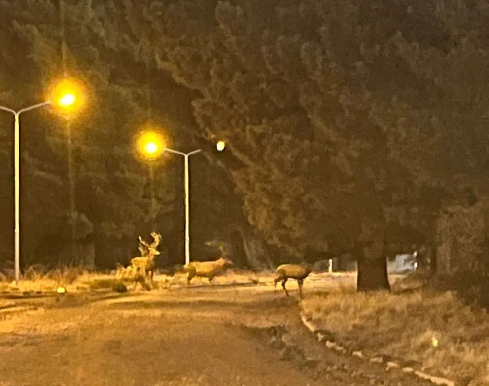 "Buenos vecinos" cuatro ciervos por las calles del barrio Altos Pinar del Sol. Foto: Gentileza